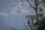 wood stork