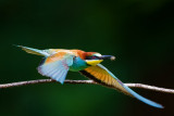 Gyurgyalag - European Bee-eater - Merops apiaster