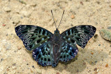 Dichorragia nesimachus deiokes (The Constable)