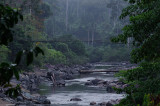 Danum Valley - Sabah