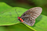 Atrophaneura nox noctis (male)