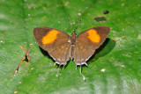 Drupadia ravindra(Common Posy) - female