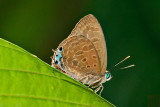 Arhopala borneensis (TBC)