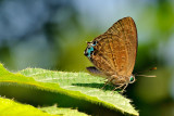 Arhopala borneensis  (TBC)