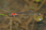 Pseudagrion pilidorsum