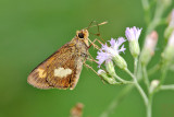 Oriens paragola -  female