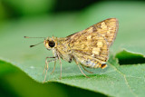Potanthus trachala
