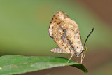 Miletus gallus gallus - female