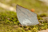 Curetis acuta dentata (The Angled Sunbeam)