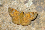 Pseudocoladenia dan fabia (The Fulvous Flat)