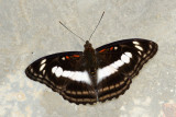 Athyma selenophora bahula (The Staff Sergeant)