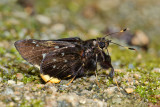 Creteus cyrina cyrina (The Nonsuch Palmer)