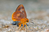 Burara harisa harisa (Common Orange Awlet)