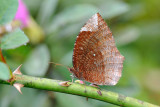Elymnias hypermnestra meridionalis (The Common Palmfly)