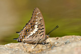 Charaxes solon sulphureus (The Black Rajah)