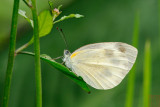 Artogeia canidia canidia (The Indian Cabbage White)