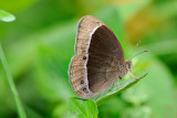 Mycalesis adamsoni (The Watsons Bushbrown)