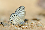 Nacaduba angusta albida (The White Fourline Blue)