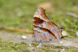 Melanitis leda leda (The Common Evening Brown)