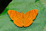 Chersonesia rahrioides (The Indian Red Maplet)