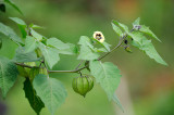 Gooseberry