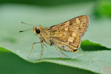 Potanthus trachala - female