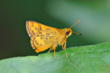 Potanthus ganda 