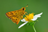 Potanthus ganda - male