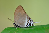 Ritra aurea volumnia (Orange Imperial)