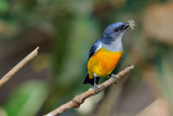 Dicaeum trigonostigma (Orange-bellied Flowerpecker)