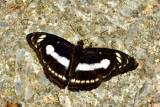 Athyma selenophora amharina (The Staff Sergeant)