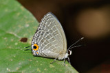 Jamides caeruleus caeruleus 