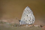 Celatoxia lavendularis isabellae (The Plain Hedge Blue)