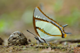 Polyura dolon grandis (The Stately Nawab)