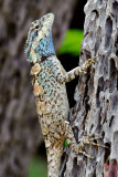 Calotes mystaceus
