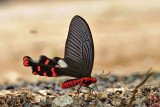 Atrophaneura polyeuctes polyeuctes (The Common Windmill)