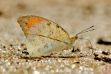 Hebomoia glaucippe glaucippe (The Great Orange Tip)