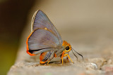 Bibasis mahintha (The Red-brick Awlet)