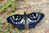 Euripus nyctelius nyctelius (The Courtesan)