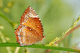 Eylmnias hypermnestra meridionalis (The Common Palmfly)
