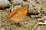 Charaxes aristogiton 