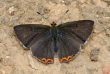 Heliophorus evanta  (The Dusky Sapphire)