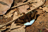 Euthalia phemius phemius (The White-edged Blue Baron)