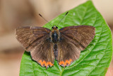 Heliophorus indicus (The Indian Purple Sapphire)
