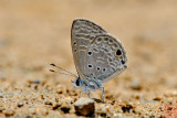 Azanus urios (The Babul Blue)