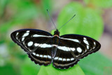 Athyma pravara helma (The Lance Sergeant)