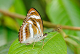 Athyma nefte subrata (The Color Sergeant)