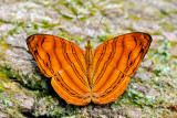 Chersonesia rahria rahria (The Wavy Maplet)