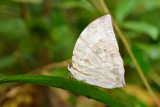 Zeuxidia aurelius aurelius (The Great Saturn)
