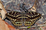 Lexias pardalis dirteana (Archduke) - female